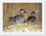 Ortschau Kaunitz 2008 277 * Marmelente von Josef Hemel Preis sg 94 E * 2560 x 1920 * (2.41MB)
